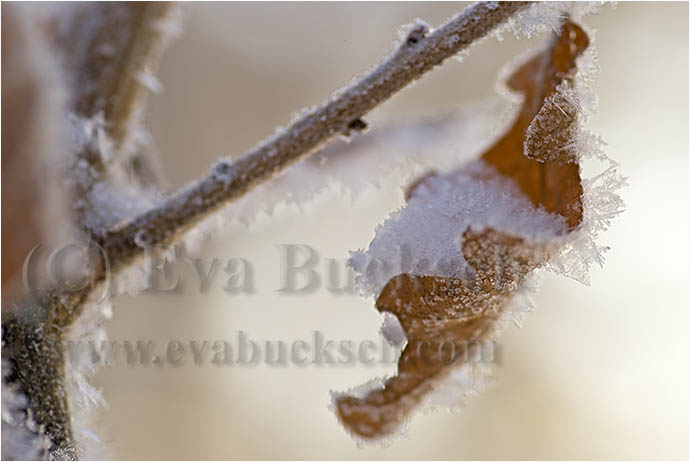 &oumlverlevare - foto av Eva Bucksch